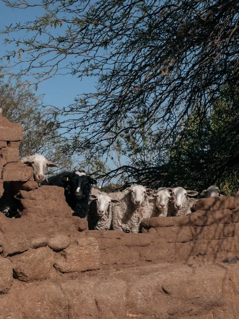 Ovejas asomadas sobre un muro de adobe — Hilando Culturas