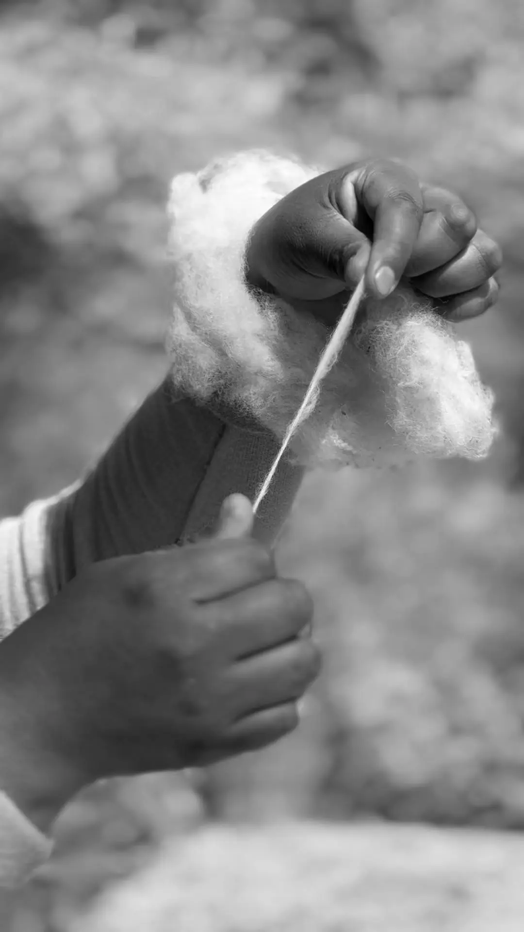 Manos estirando una hebra de lana desde el vellón, en blanco y negro — Hilando Culturas